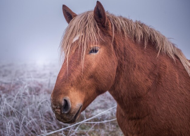 Bel cavallo marrone all'aperto durante l'inverno