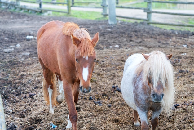 Bel cavallo marrone e pony bianco nel primo piano stabile in una giornata di sole