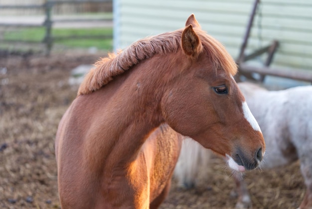 Bel cavallo marrone nel primo piano stabile in una giornata di sole