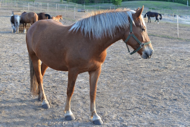 Bel cavallo marrone pony animale