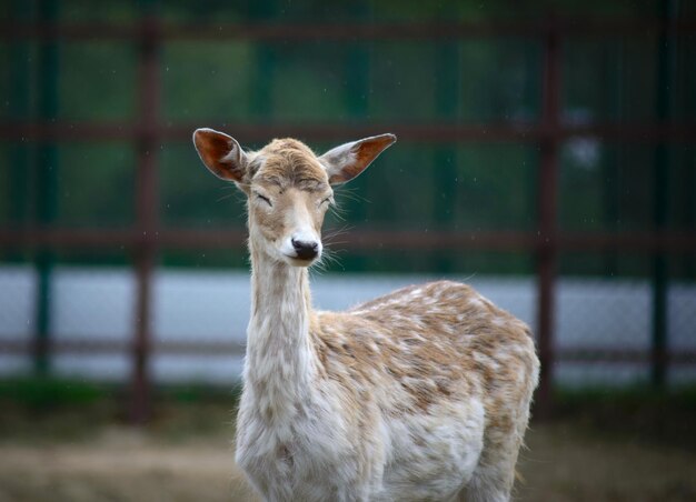 Bel cervo bianco nello zoo