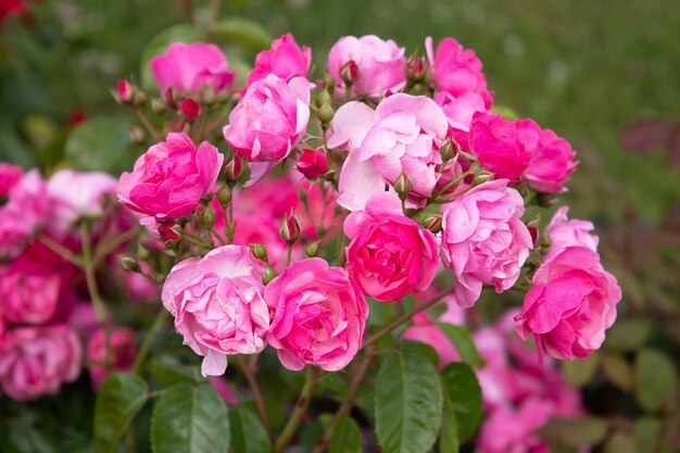 Bel cespuglio di rose rosa nel giardino estivo