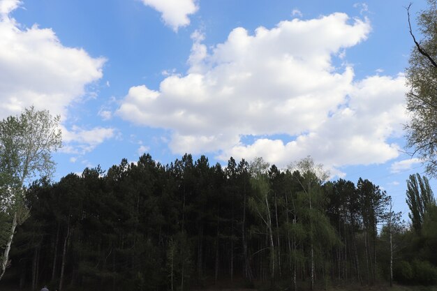 bel cielo azzurro con soffici nuvole bianche in una giornata di sole sulla foresta