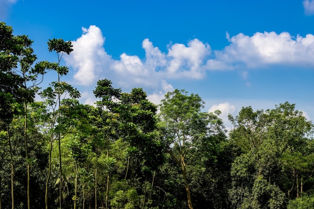 Bel cielo azzurro e soleggiato sulla foresta