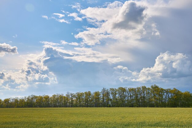 Bel cielo blu nuvole campo verde e giallo e foresta come sfondo o sfondo