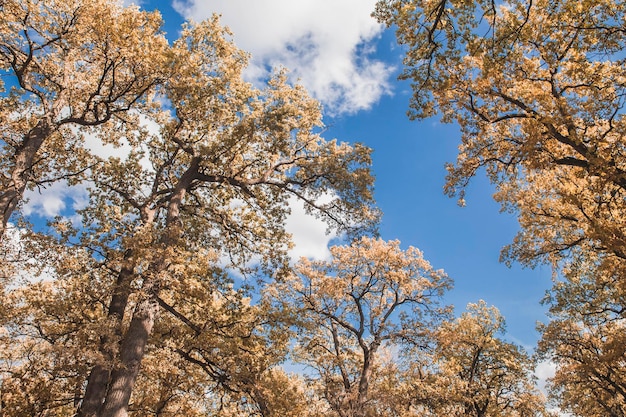 bel cielo blu sopra la foresta autunnale con fogliame dorato