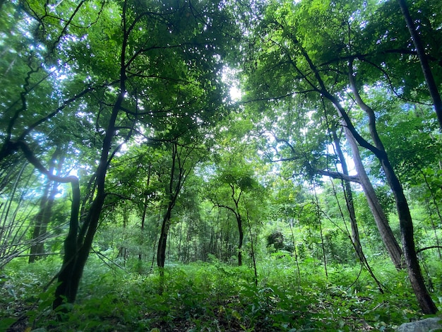 Bel cielo nella foresta della Thailandia foresta in mea moh