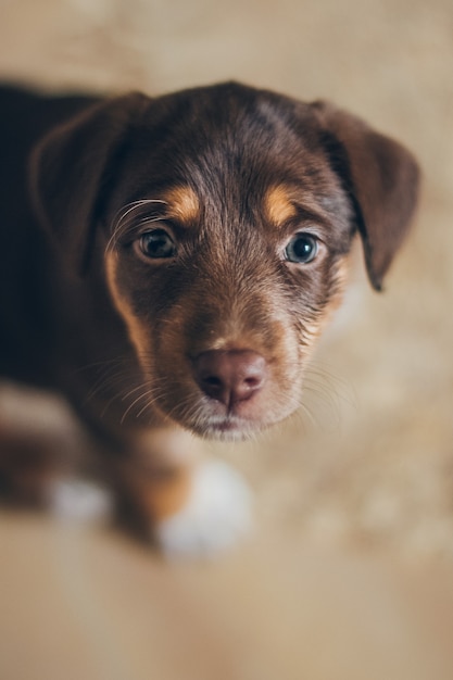 Bel cucciolo di cane marrone