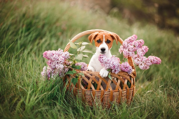 Bel cucciolo di jack russell terrier in un cesto con lillà in estate