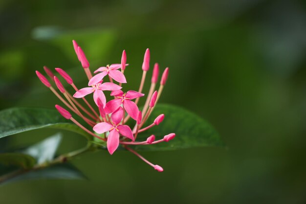 Bel fiore all'aperto