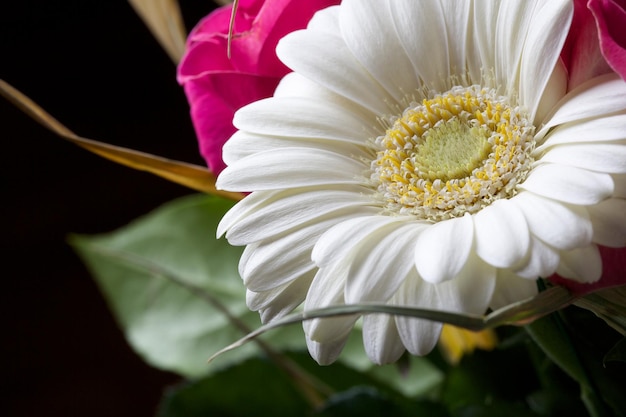 Bel fiore bianco. Avvicinamento