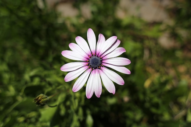 Bel fiore bianco della margherita di Bodrum nel giardino alla luce del giorno Dimorphotheca ecklonis