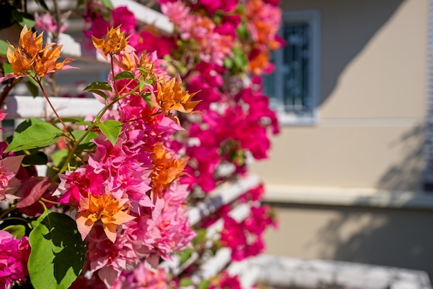 Bel fiore Bougainvillea o fiore di carta al recinto.