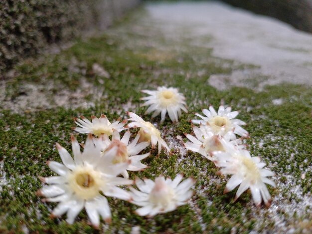 Bel fiore Bukol nel campo