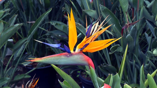 Bel fiore d'arancio Strelitzia reginae fiore paradiso degli uccelli. Simbolo di Los Angeles del fiore di forma insolita