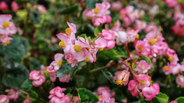 Bel fiore di begonia cera rosa che fiorisce in giardino