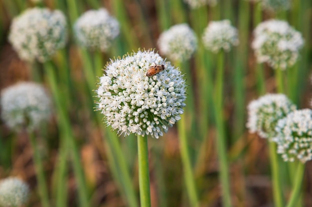 Bel fiore di cipolla bianca con messa a fuoco selettiva sfondo sfocato