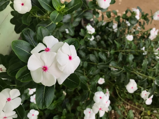 bel fiore di colore bianco e rosa con foglia verde natura sfondo fresco naturale