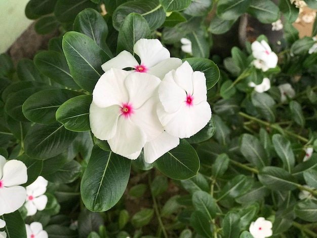 bel fiore di colore bianco e rosa con foglia verde natura sfondo fresco naturale