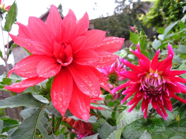 Bel fiore di dalia rosa dopo la pioggia