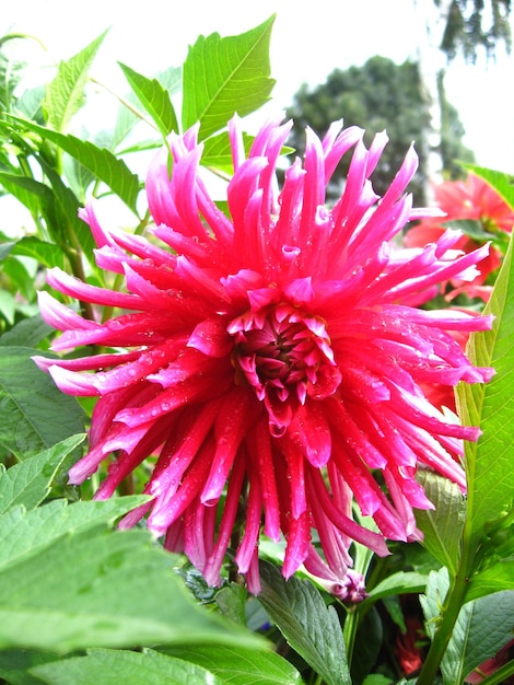 Bel fiore di dalia rosa dopo la pioggia