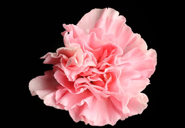 Bel fiore di garofano rosa su sfondo nero