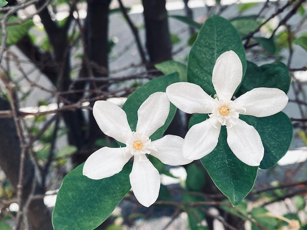 bel fiore di gelsomino bianco gelsomino I fiori di gelsomino bianco a cinque petali stanno sbocciando