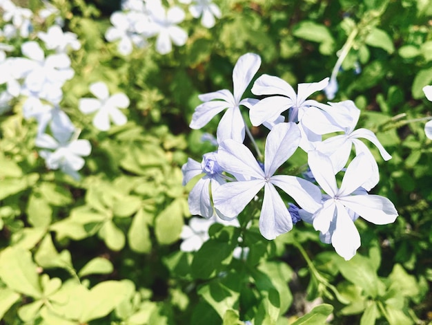 bel fiore di gelsomino bianco gelsomino I fiori di gelsomino bianco a cinque petali stanno sbocciando