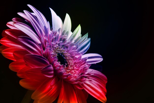 Bel fiore di gerbera arcobaleno su nero