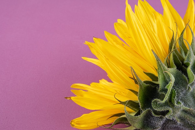 Bel fiore di girasole grande e giallo