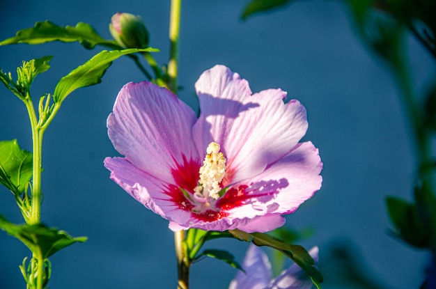 Bel fiore di ibisco lilla nel giardino del mattino.