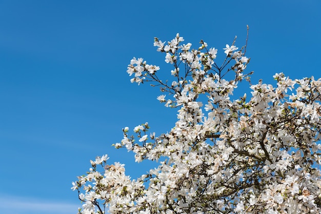 Bel fiore di magnolia sul fiore dell'albero in primavera