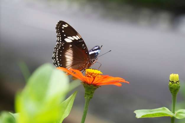 bel fiore di primavera con farfalla