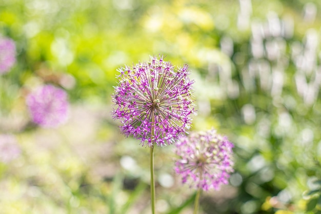 Bel fiore di tarassaco viola nel parco estivo