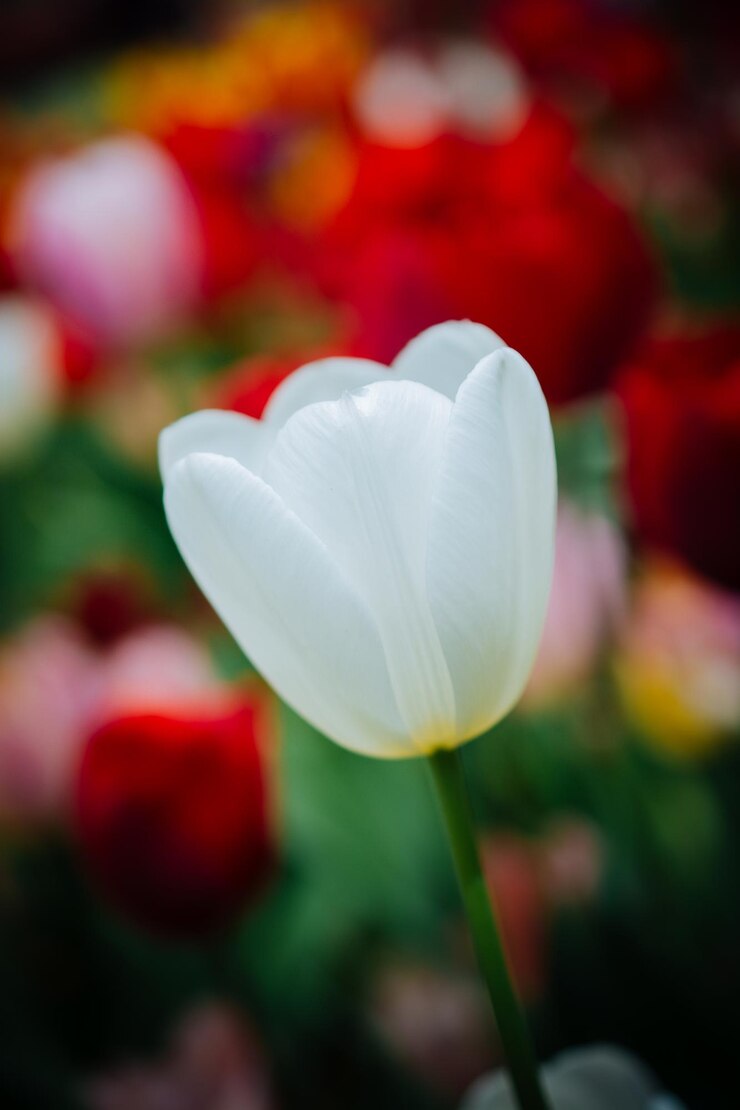 Foto bel fiore di tulipano per il design del concetto di bellezza della cartolina postale