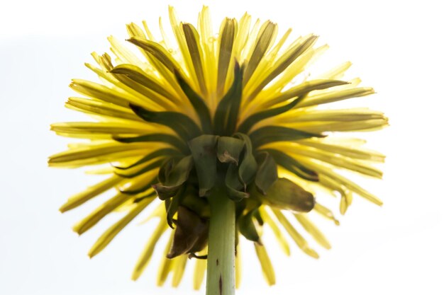 Bel fiore di un dente di leone su sfondo bianco Taraxacum in fiore