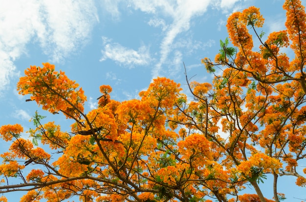 Bel fiore giallo con cielo blu