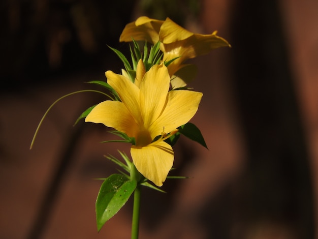 Bel fiore giallo isolato