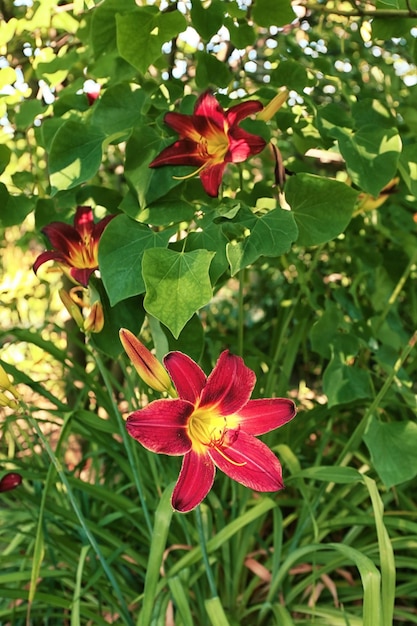 Bel fiore nel giardino estivo