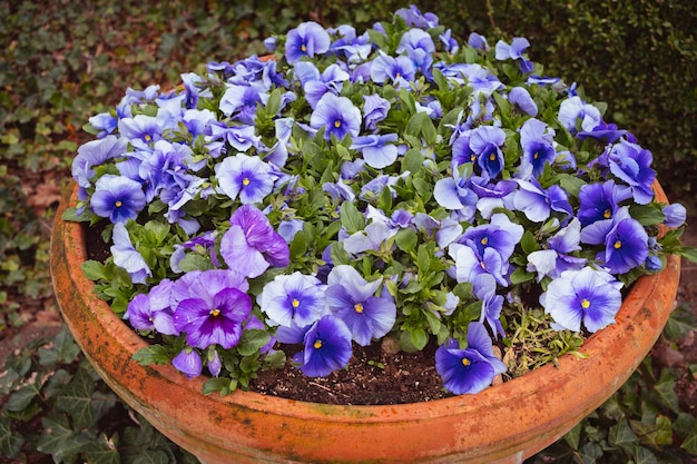 Bel fiore Pansy sul vaso