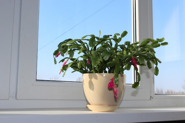 Bel fiore rosa di Schlumbergera in un vaso di fiori