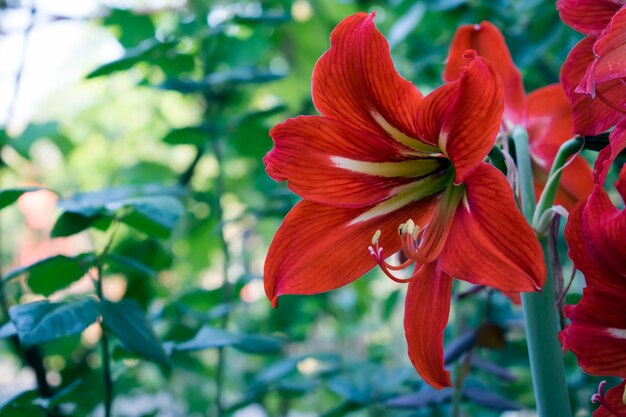 bel fiore rosso con foglie in background