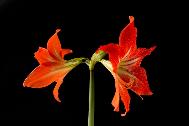 bel fiore rosso su sfondo nero