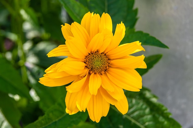 Bel fiore selvatico che cresce aster falso girasole su sfondo prato foto composta da fiore selvatico che cresce aster falso girasole a prato erboso fiore selvatico che cresce aster falso girasole prato