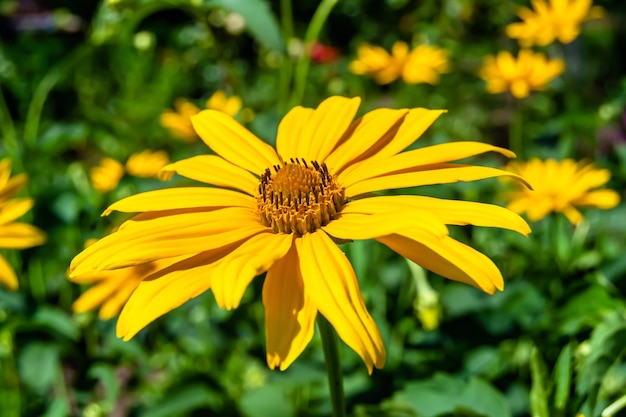 Bel fiore selvatico in crescita aster falso girasole su sfondo prato foto composto da fiore selvatico in crescita aster falso girasole in prato prato fiore selvatico in crescita aster falso girasole prato