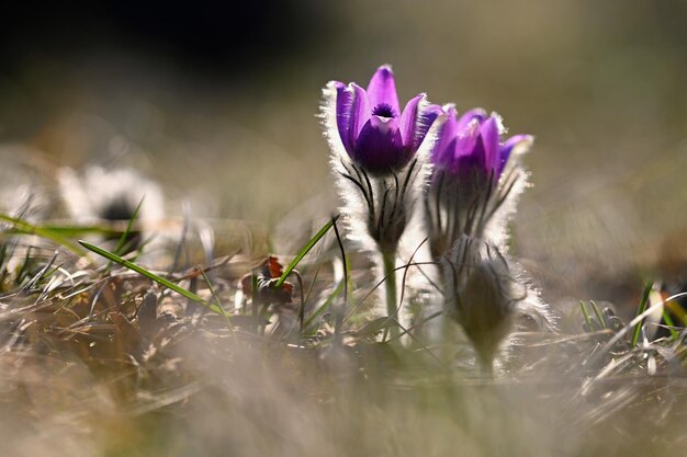 Bel fiore viola in primavera Bellissimo sfondo della natura per la primavera sul prato Fiore di Pasqueflower Pulsatilla grandis