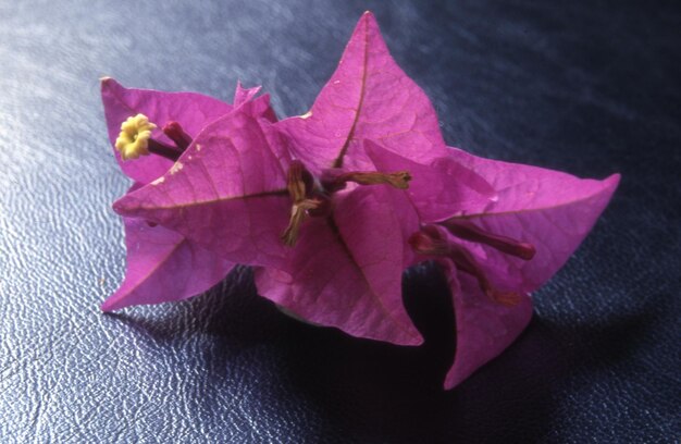 Bel fiore viola su uno sfondo scuro