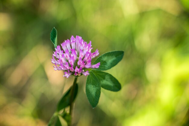 Bel fiore