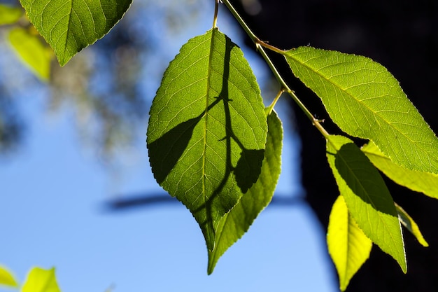 bel fogliame giovane di alberi verdi, fogliame di un albero nella stagione estiva o primaverile