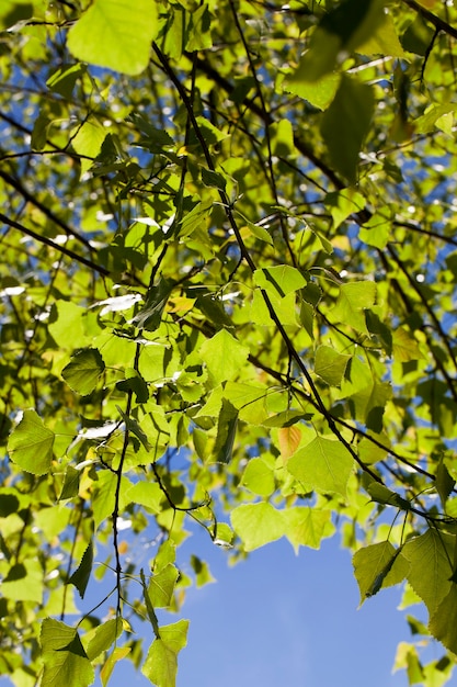 Bel fogliame verde di un albero di betulla illuminato dalla luce del sole, primo piano contro un cielo blu